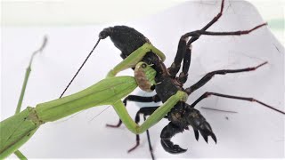 Praying Mantis VS Whip Scorpion [upl. by Jayne]