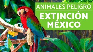 10 animales en PELIGRO DE EXTINCION en MEXICO [upl. by Casilda]