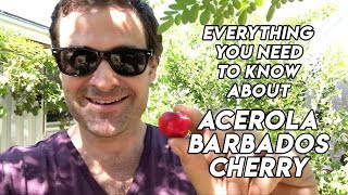 Ep185  Acerola  Barbados cherry tree  A Delicious Medicinal Fruit [upl. by Filomena131]