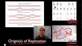 DNA Replication [upl. by Nace]