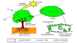 La Photosynthèse cours de physiologie végétale [upl. by Yance]