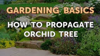 How to Propagate Orchid Tree [upl. by Egoreg808]