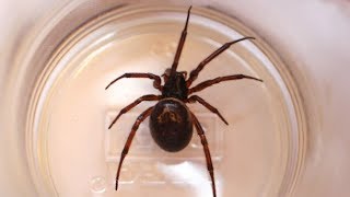 False widow spiders what you need to know [upl. by Zerk147]