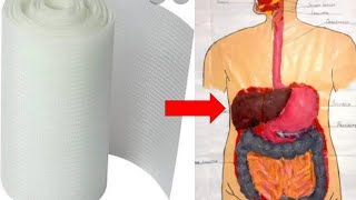 Human Digestive System Model Using Buckram Paper Fabric Step By Step [upl. by Eelrebmik602]