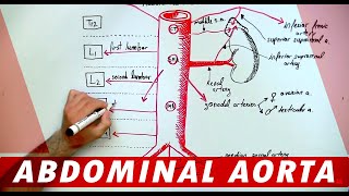 Anatomy  Abdominal Aorta Branches [upl. by Gnehs]