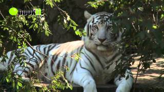 Audubon Zoo Tour  New Orleans Louisiana [upl. by Anoved]