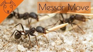 Messor Barbarus move into NEW Aus nest [upl. by Laven591]