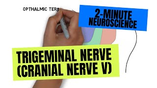 Cranial Nerve BASICS  The 12 cranial nerves and how to REMEMBER them [upl. by Nnahgaem]