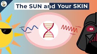 How UV Rays Damage Skin [upl. by Analise]