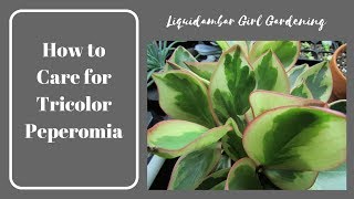 Tips for Growing Tricolor Peperomia  Houseplants  Succulents [upl. by Lymn]