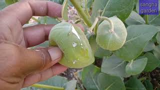 Calotropis Procera plant [upl. by Etessil]