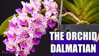 Rhynchostylis gigantea Orchid  Growth habit amp Care tips [upl. by Scrivenor]