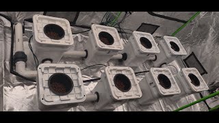 Full 4x8 grow tent RDWC setup Using 8 5 Gallon buckets FULL DIY hydroponics video [upl. by Korns743]