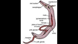 Schistosoma haematobium [upl. by Anaujnas310]