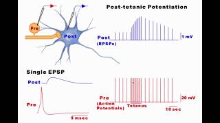 Synaptic Plasticity [upl. by Atinrahs239]