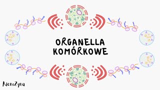 Organella komórkowe [upl. by Ecerahc790]