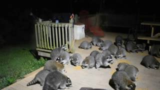 Massive Raccoon Feeding [upl. by Nuajed]