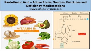 Pantothenic Acid Biochemistry  Vitamin B5 Biochemistry  Coenzyme A [upl. by Aracahs]