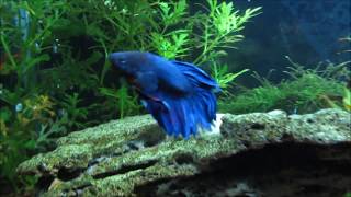 Betta  Siamese Fighting Fish Care Info and Advice [upl. by Ardnaeel]