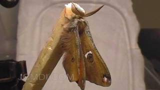 Moth emerging from cocoon  expanding wings time lapse [upl. by Joslyn493]