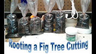 Rooting Propagating Fig Tree Cuttings Bag Method [upl. by Annuaerb]