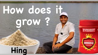 Asafoetida  How does it grow  हींग कैसे बनती है  Farming Engineer [upl. by Lebazi]