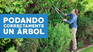 ¿Cómo podar correctamente un árbol [upl. by Miahc]