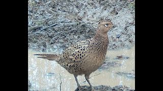 Pheasant Fazan Phasianus colchicus [upl. by Neeleuqcaj]