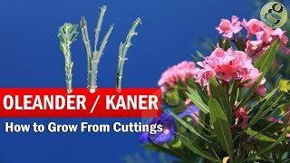 How to Grow Oleander from Cuttings  Growing Kaner Nerium Oleander Cuttings and Care in English [upl. by Noraj]