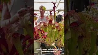 How To Propagate Sarracenia American Pitcher Plants [upl. by Annairol]