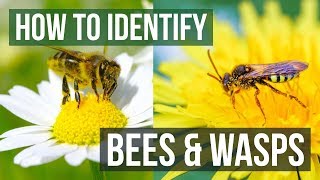 Bee or Wasp How to Identify Bees and Wasps [upl. by Aisila826]