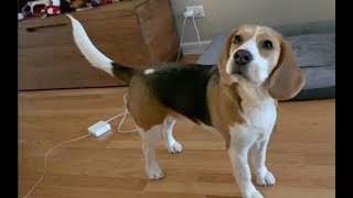 Adorable beagle listens carefully [upl. by Ruthann]