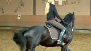 Friesian Gallop [upl. by Keeley]