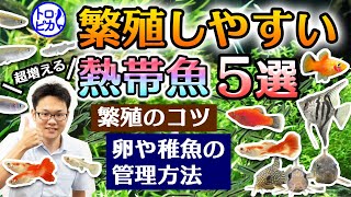 【超増える】繁殖しやすい熱帯魚5選！卵や稚魚の管理方法も解説します [upl. by Atsok797]