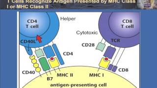 Cancer immunotherapy [upl. by Telocin]