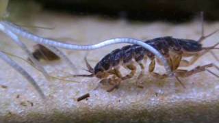 Asellus aquaticus waterlouse [upl. by Hayashi]