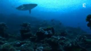 Le Megalodon ancêtre du Requin Blanc DOCUMENTAIRE [upl. by Jorie]