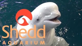 Shedd Aquarium in Chicago Tour amp Review with The Legend [upl. by Niwred351]