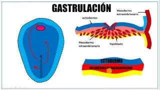 Tercera semana de desarrollo embrionario [upl. by Cordova555]