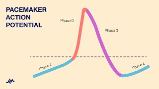 Pacemaker Action Potential [upl. by Ielerol]