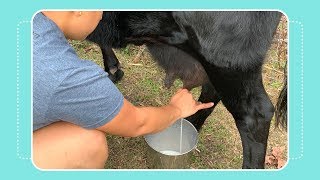 How to Milk a Cow by Hand [upl. by Mervin]