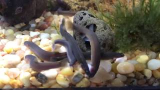 Black Kuhli Loaches Feeding [upl. by Zamora]