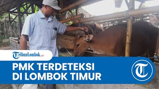 Wabah PMK Terdeteksi di Lombok Timur Sebanyak 43 Sapi Positif Terkonfirmasi di Kecamatan Aikmel [upl. by Punke]