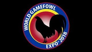 World Gamefowl 2018 [upl. by Ellissa59]