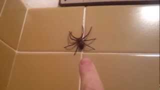 Huntsman Spider Jumps [upl. by Atilehs]