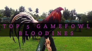 TOP 5 GAMEFOWL BLOODLINES [upl. by Locklin424]