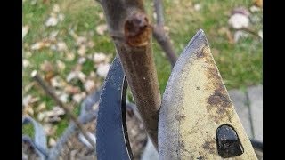 Pruning CONTAINER Fig Trees The Basics [upl. by Lindly]