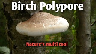 Birch polypore Natures multi tool [upl. by Arelc]