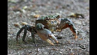 I granchi  The crabs  Les crabes [upl. by Drahser]