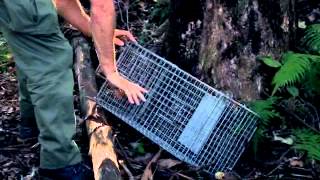 Cage trapping for feral cats and rats [upl. by Essilec]